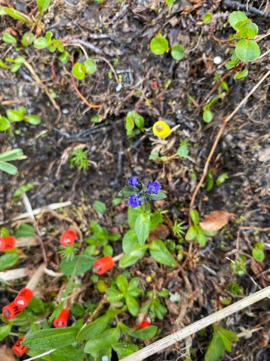 EgebergSolveig's tweet photo. No #Sibaldiaprocumbens or #veronicaalpina can escape our toothpicks and yellow/red beads, no matter how small! We mark them and register their #demographic features over several years in order to study how they react to warmer weather and new #plant neighbors!
#StudentsInResearch https://t.co/LSCkH35mii