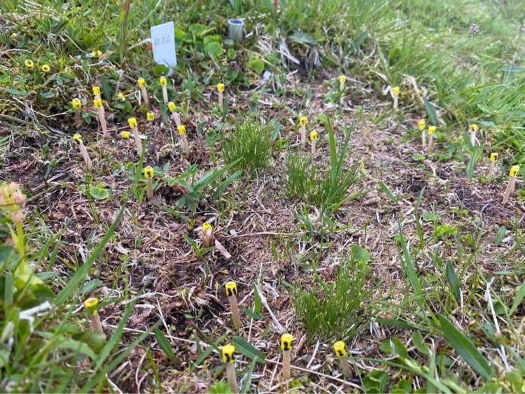 EgebergSolveig's tweet photo. No #Sibaldiaprocumbens or #veronicaalpina can escape our toothpicks and yellow/red beads, no matter how small! We mark them and register their #demographic features over several years in order to study how they react to warmer weather and new #plant neighbors!
#StudentsInResearch https://t.co/LSCkH35mii