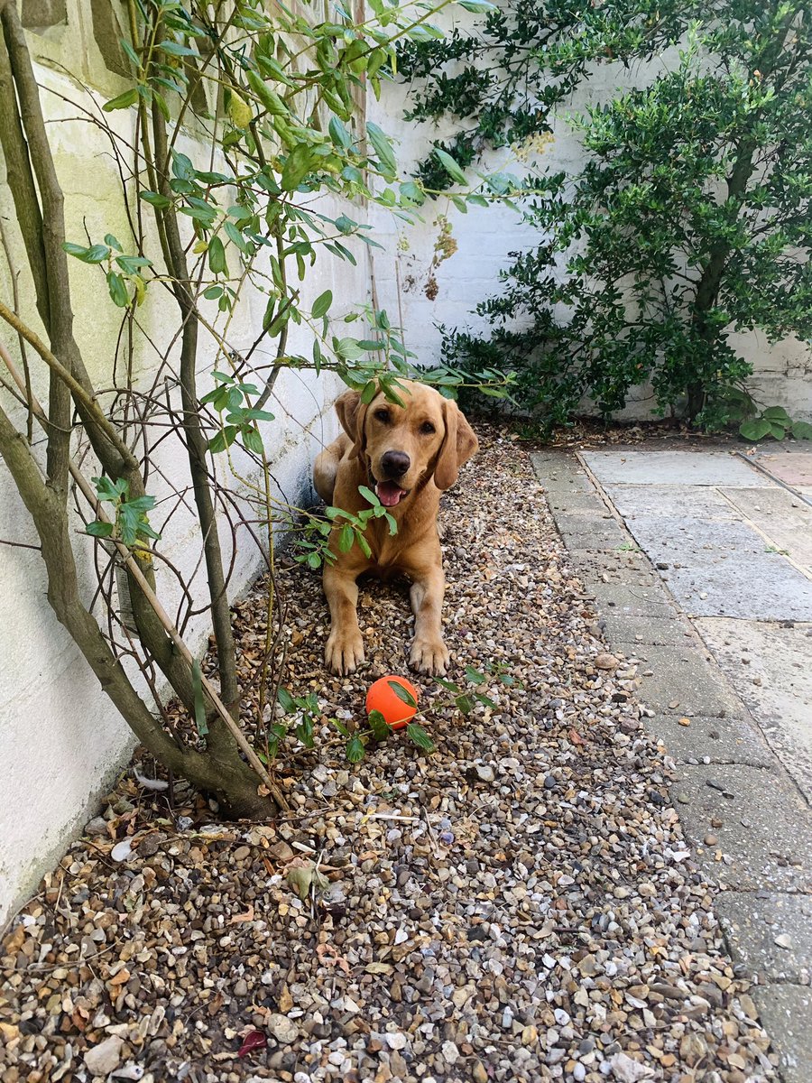 Dogs are more than just a ‘cuddle’ companion... they are also a great #Exercise companion .. I just love the mood-boosting effect this little one has on me ..#HealthBenifits @AnastasiaSMihai