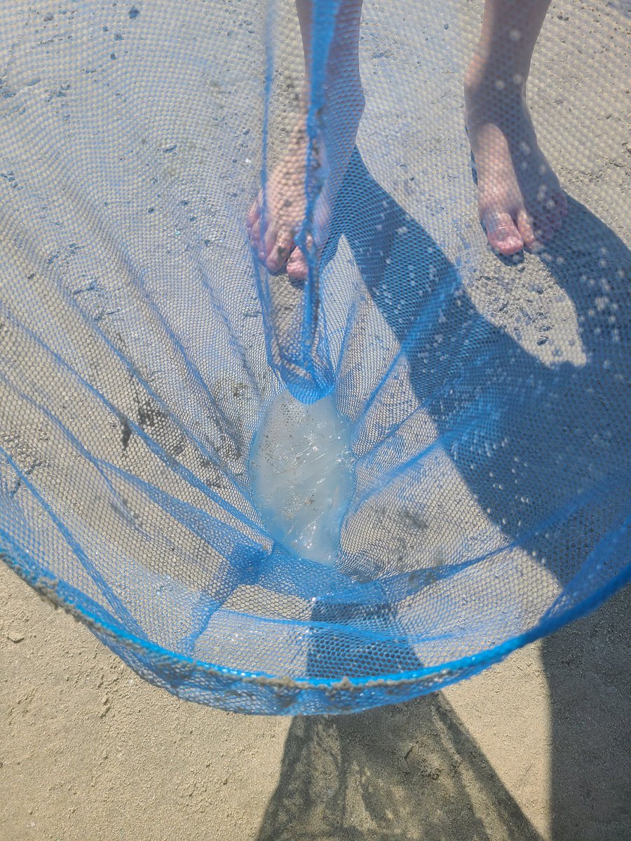 karebearxp's tweet photo. Just catching jelly fish
#beachlife #beach #txbeach #jellyfish #vacation https://t.co/ELVPYrfba4