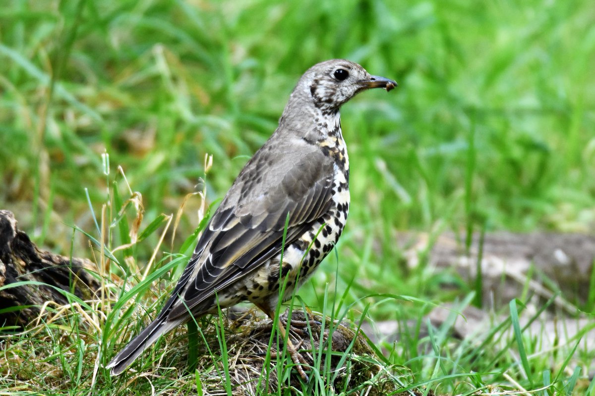 Mistle Thrush this afternoon #SherwoodForest, juvenile, I think.