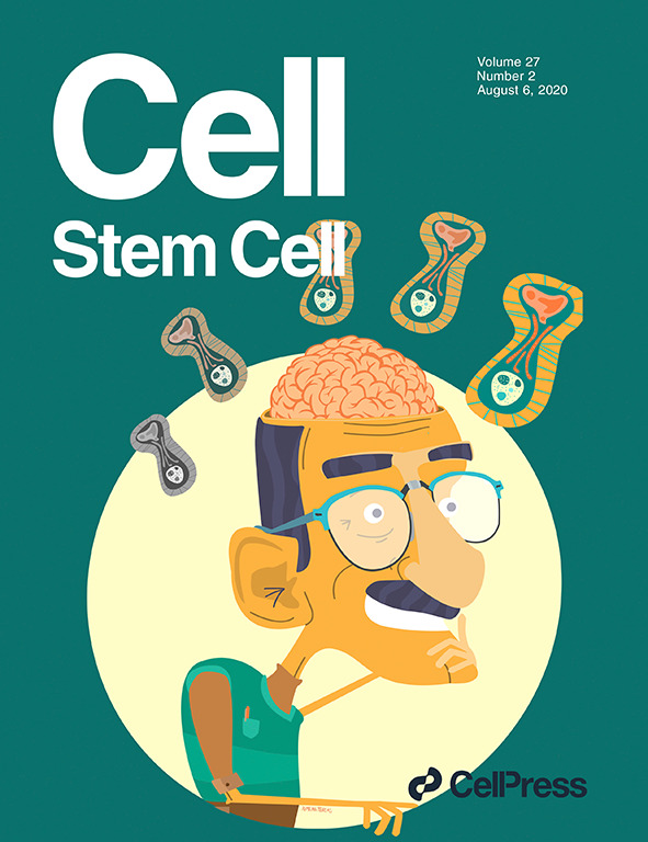 CellStemCell's tweet photo. Our August issue is out! On the cover, a Review from @BrunetLab on NSC rejuvenation. Plus papers on iPS-NK &amp; cancer #stemcells in #immunotherapy, a case study of #clonalhematopoiesis, improving #SCNT, RNA editing in #iPSCs, intravital HSC imaging and more. https://t.co/aGkqvAoDP3 https://t.co/9PKwxbrfON