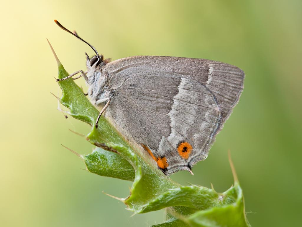 - and finally, the last of our urban butterflies - 23. Purple hairstreak 24. Green hairstreak 25. Small copper 26. Common blue 27. Holly blue 28. Brown argus. I've little doubt some others appear in urban environments, but we've got a data set for these 28 ...