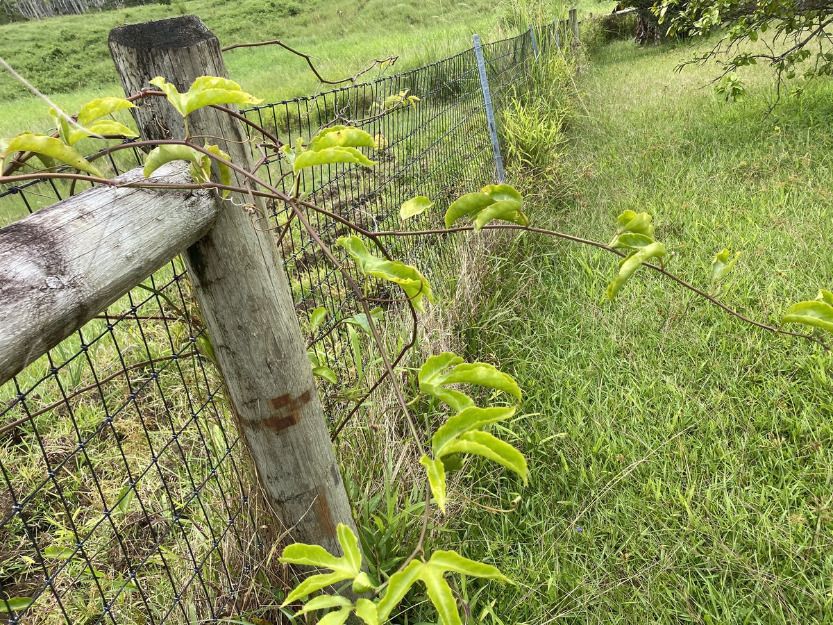 Passion fruit vines are growing! #farming #diy #naturelover