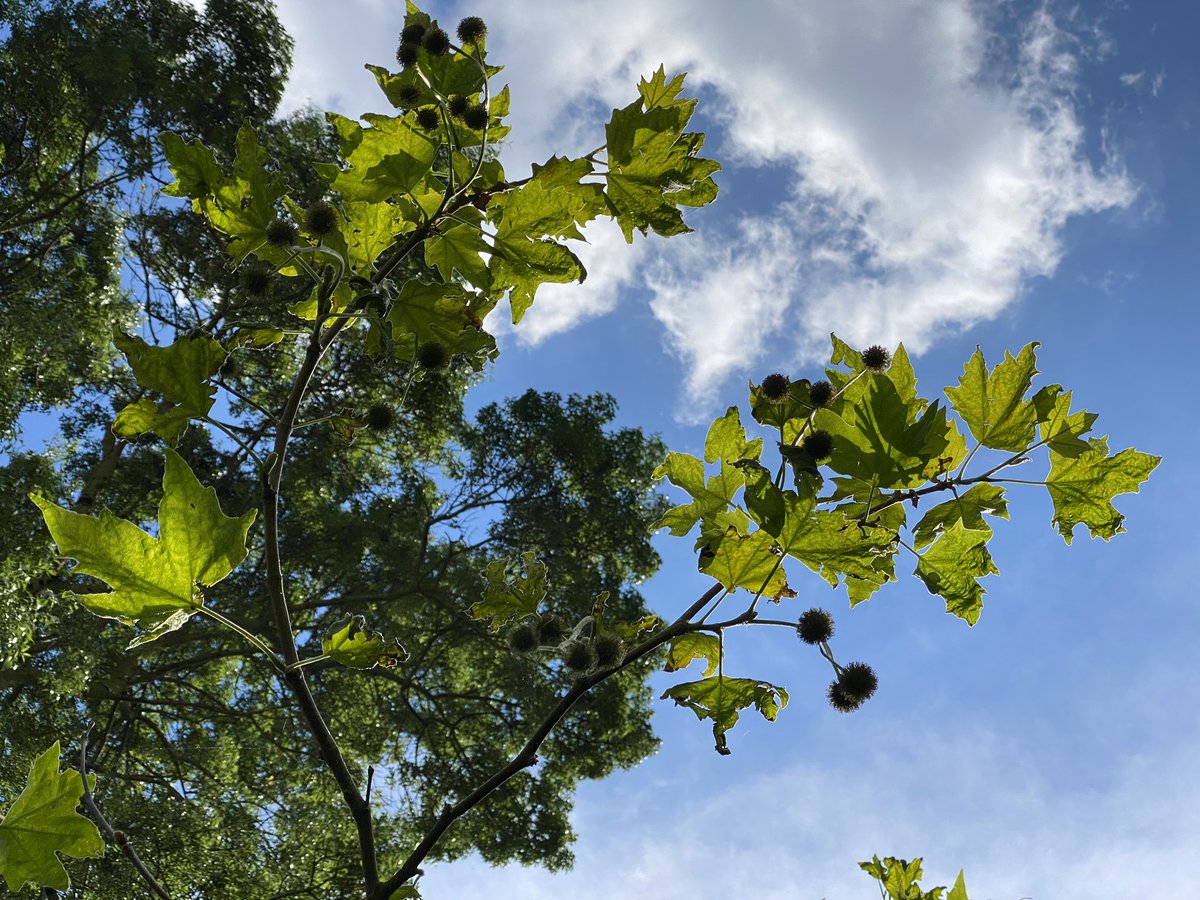 #AngersAgglo En raison de la canicule, la décision a été pris de décaler les horaires de fermeture des parcs et jardins à 22h00 de vendredi à Dimanche soir.
Ville : tous les parcs sauf la garenne 
@IciBarth : Pignerolles