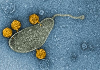 #Pelagibacter, la bacteria más abundante del océano, tiene un #virus integrado. ¿Será la solución al enigma de su abundancia?
nature.com/articles/s4156…