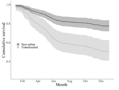 First - relative to non-urban deer, translocated animals had much lower rates of annual survival - 0.77 vs 0.48, respectfully. /2