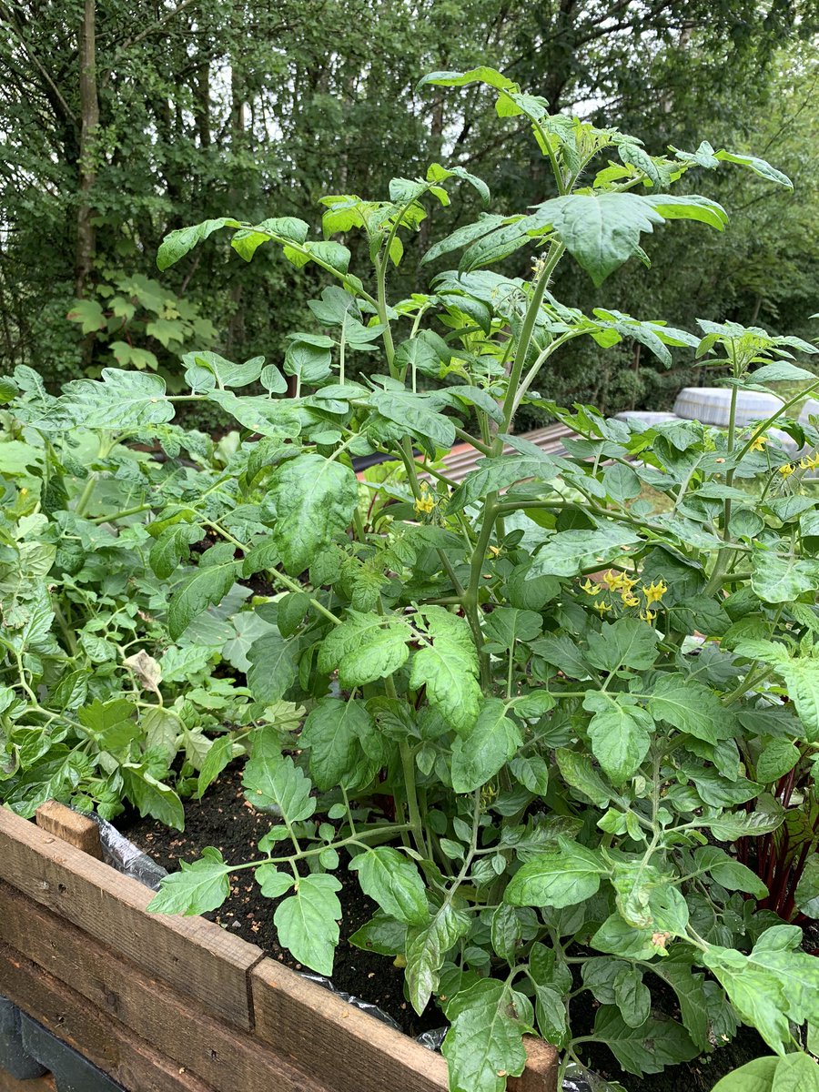 Ground Heat tweet media