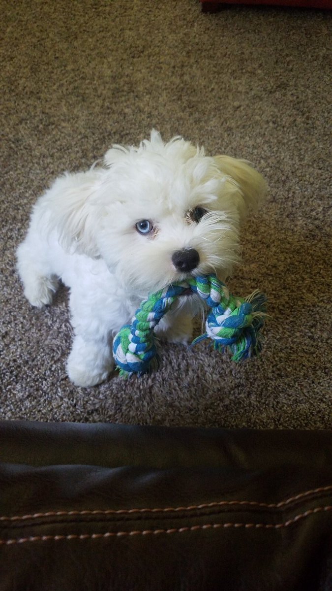 MasonTDowling's tweet photo. @dog_rates This is Jax! https://t.co/M0AIhQgLjS