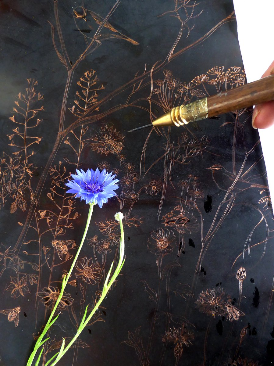 Work in progress on the new wildflower and willow warbler etching..
#wildflower #etching #printmaking #rurallife
