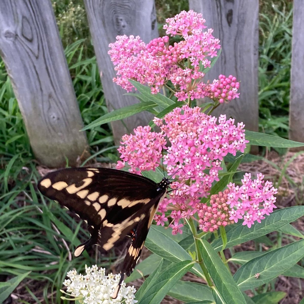 Eaton Conservation tweet media