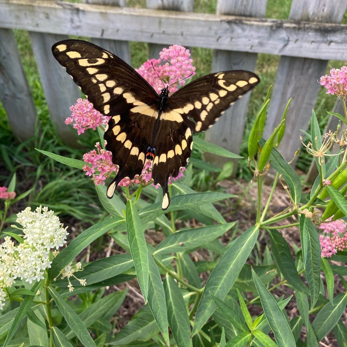 Eaton Conservation tweet media