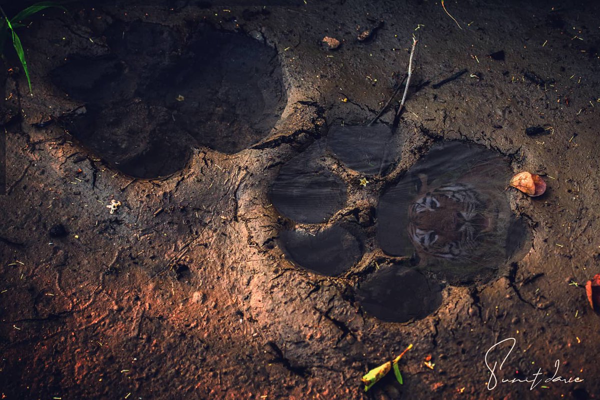 Punitcanon's tweet photo. Every footstep has a face!
This concept was applied and an art was earlier created by none other than @shaazjung
Inspired from his style of art
@bbcearth @SonyBBCEarth @planetindia @NGTIndia @NatGeo @natgeoindia @NatGeoYourShot @natgeowild @natgeointhefield @canonindia_official https://t.co/Bd7de0dE4b