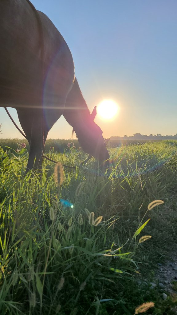 JBMEquiFarms's tweet image. After ride snack in the long grass in the ditch made the girls happy but did NOT impress then old guys down the lane 😂🤣 Talk about a couple of old complainers. 

#goodgrief #seniors #bellering #jealous #mbwx #horses #myoffice