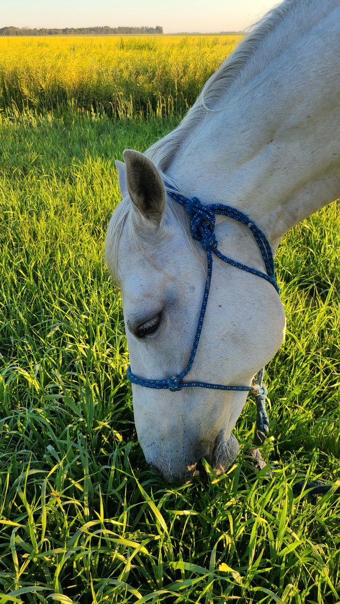 JBMEquiFarms's tweet image. After ride snack in the long grass in the ditch made the girls happy but did NOT impress then old guys down the lane 😂🤣 Talk about a couple of old complainers. 

#goodgrief #seniors #bellering #jealous #mbwx #horses #myoffice
