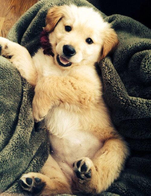 Dogsoverdude's tweet photo. So cute 😍 https://t.co/icl25aH9xg