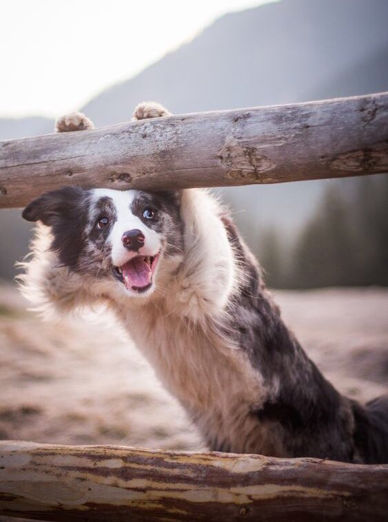 Dogsoverdude's tweet photo. So cute 😍 https://t.co/Za2uNjUFf7