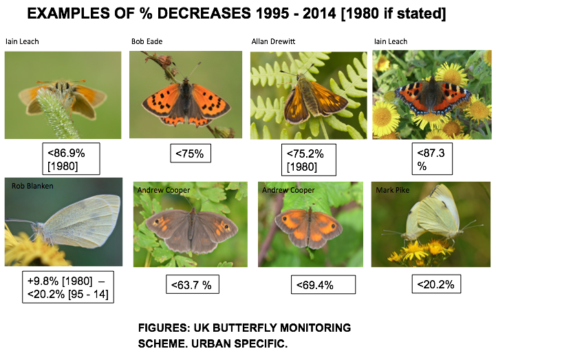 28 urbanites of the UK's 59 species. Let's give them nectar... say, wallflower, clover, knapweed, marjoram, lavender, verbena, a garden buddleia. Good stuff. Flying start. But we've forgotten something... and it's VITAL! ... it's the reason why populations have CRASHED e.g. ...