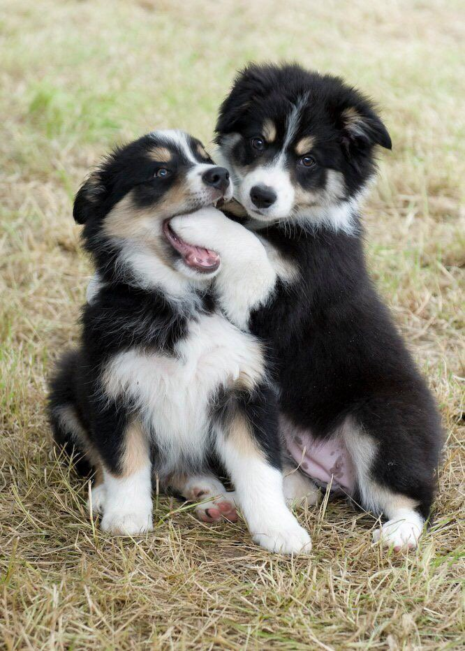 Dogsoverdude's tweet photo. I'll take all of them 😍 https://t.co/s0cp9cLoap