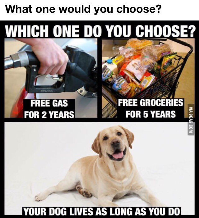 Dogsoverdude's tweet photo. Uhm this is a no brainer. Dog 100% every time. https://t.co/ZAfTrLzmUj