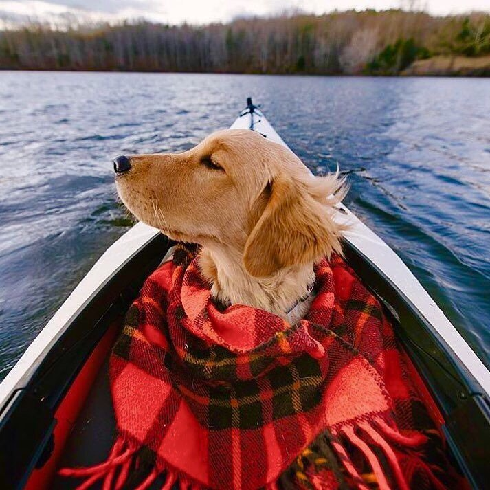 Dogsoverdude's tweet photo. Perfect Date 😍 https://t.co/aCUtafrJ6Z