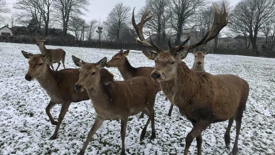 Westcountry Premium Venison tweet media