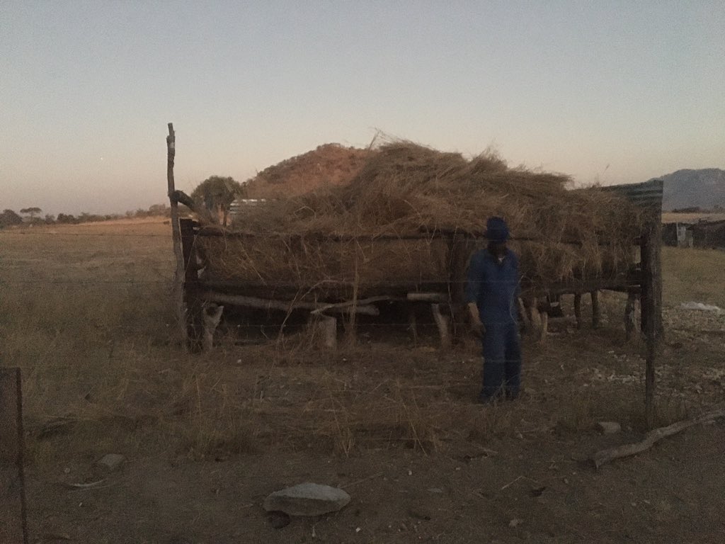 This is me working with my available resources gathering hay for my small herd of cattle took me two days and several trips to gather it all. Don't let anyone tell you, you cant do it. Just start with whatever resources you have you will get there!!!