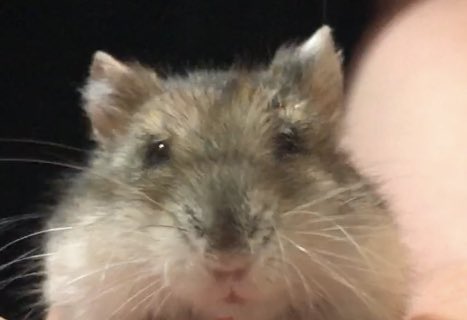 🐹햄스터 눈 염증(다래끼) 케어 팁

흔한 질병이고 요즘 탐라에도 많이 보이는 것 같아서 눈다래끼에 대한 것 타래로 적어봐요

사진은 저희집 눈다래끼난 노햄들 
(첫째는 수술+먹는약+안약/ 둘째는 안약만)