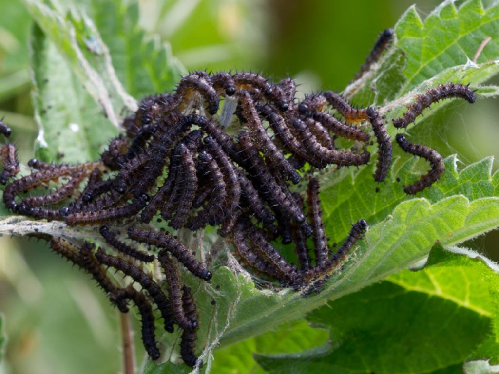 1. Blackberry 2. Cock's foot grass 3. Nettle 4. Nasturtium 5. Birds Foot Trefoil 6. Oak 7. Garlic mustard or Cuckoo flower 8. Sorrel 9. Alder buckthorn or Buckthorn 10. Rock rose. Plant those and you've catered for all 28 urban CATERPILLARS. They're often forgotten!  @Ecothrifty