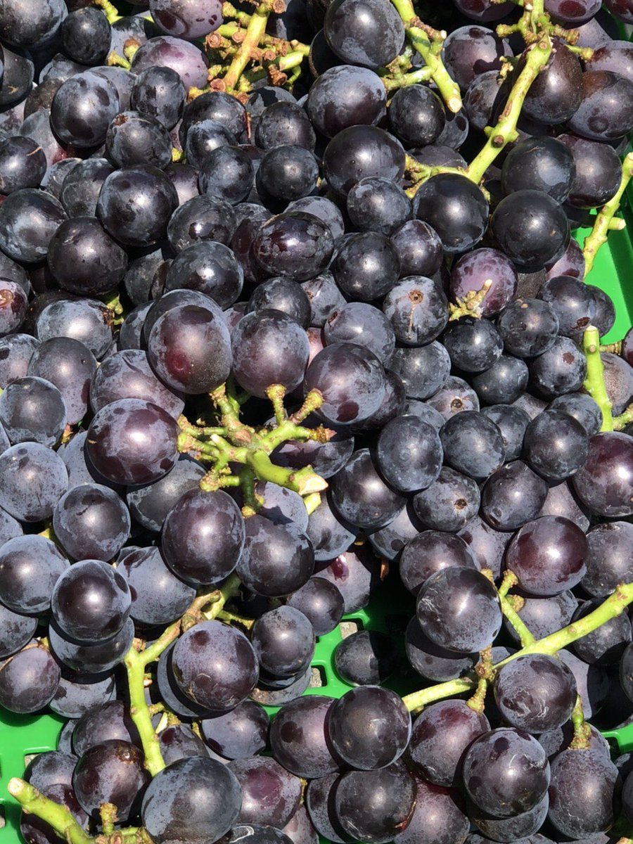 8月7金曜日
山梨県春日居町、産直！少し訳ありブドウ
(藤稔、巨峰、ブラックビート)) 
一皿¥480〜
10時30~open
おまちしております。お団子もあるよ。
(甘栗はお休みです)
#日野駅
#八坂神社
#新撰組
#おだんご
#ブドウ
#桃
#黄金桃
#黄金桃ミルク
#わらび餅ラテ
#kuriko工房