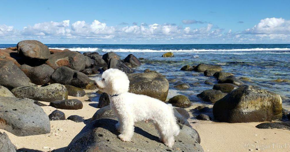 woofwelldogs's tweet photo. ๐พDoin' a stonehenge๐ฉ๐ #SmartDog #WoofWellDogs #Maltipoo #doglovers #DogsofTwittter
๐ท by @SugarThePoo https://t.co/4s0JwhliRj