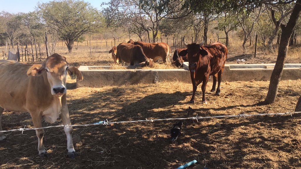 My small small herd 3 heifers 2 calves and 1 steer, to think i started with these 2 and 3 years on here i am. Grateful that i have managed to drop a calf every year since. One day in a new Zimbabwe I will have a large herd of boran and brahman cattle