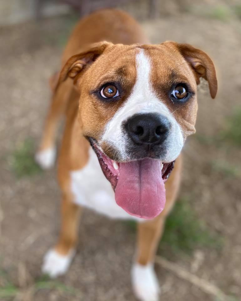 Broken Arrow Animal Welfare Photos All