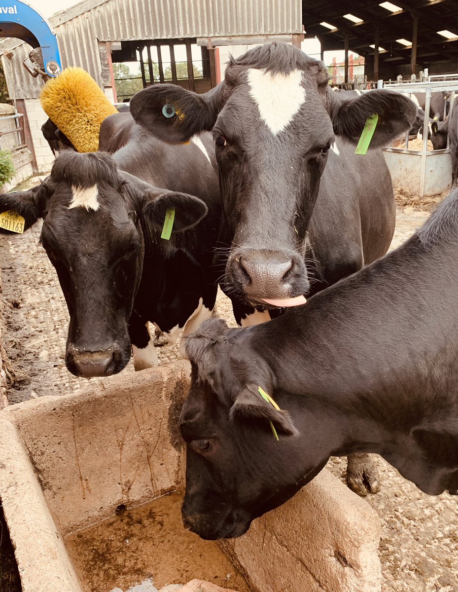 hjstackhouse's tweet photo. Strike a pose ladies #Farm24 https://t.co/E244eLwNov