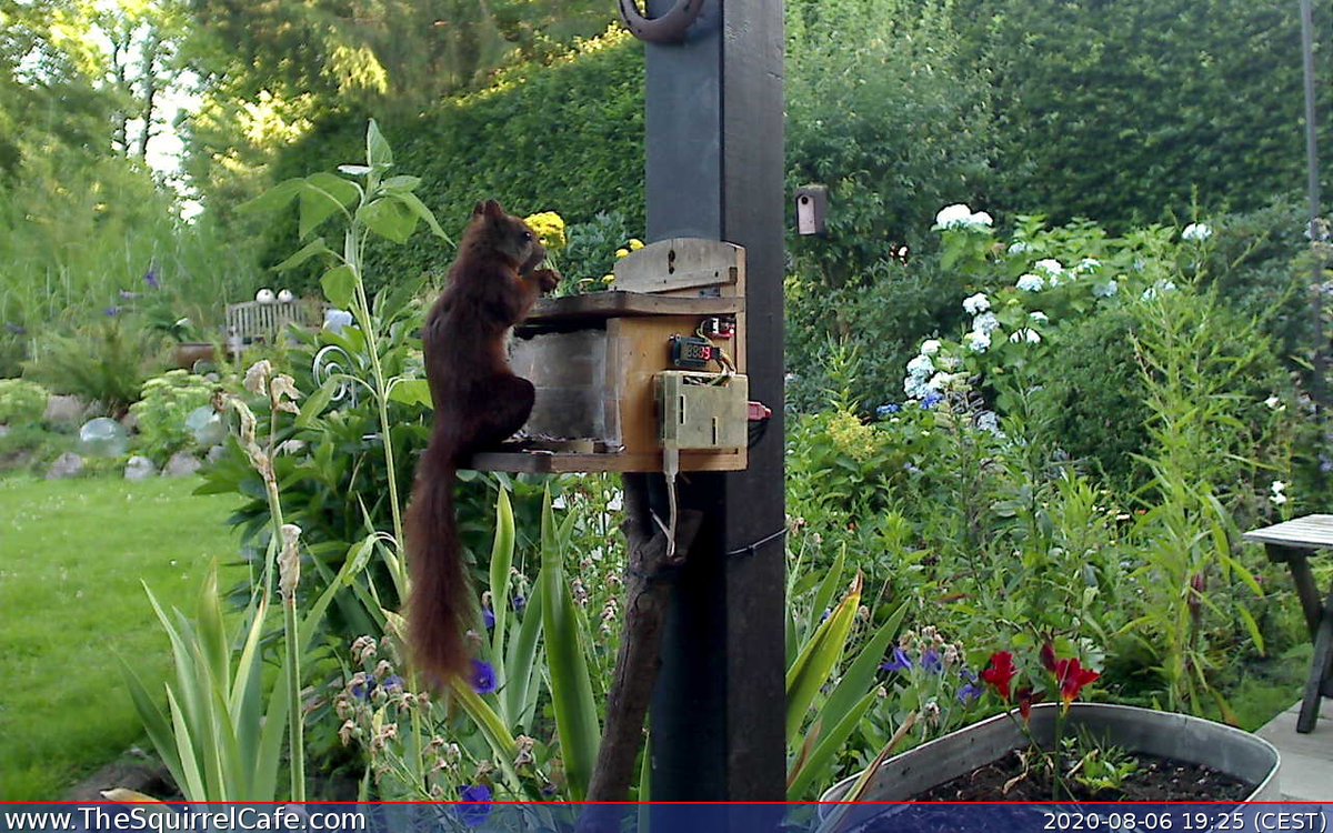 TheSquirrelCafe's tweet photo. #Squirrel chowed down on 13.0 nuts for 7.00 min at 19:30:48 CEST. An #IoT project to predict how cold it'll be next winter. #ThingSpeak https://t.co/d1iVfESI5U