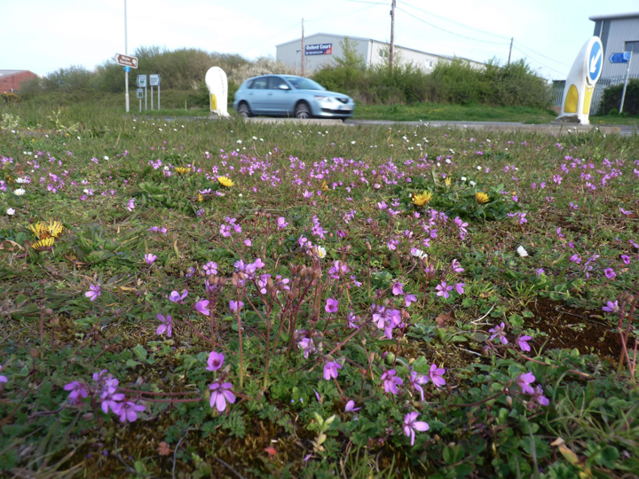 Short grass & low nutrients = wildflowers thrive. Sure, scatter some wildflower seed if you like; get that nectar flowing! Maybe chuck in a bit of yellow rattle which steals nutrients from grasses and keeps them short. By year 3 you are down to just two mows ...  @gillians_voice