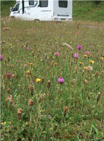 Short grass & low nutrients = wildflowers thrive. Sure, scatter some wildflower seed if you like; get that nectar flowing! Maybe chuck in a bit of yellow rattle which steals nutrients from grasses and keeps them short. By year 3 you are down to just two mows ...  @gillians_voice
