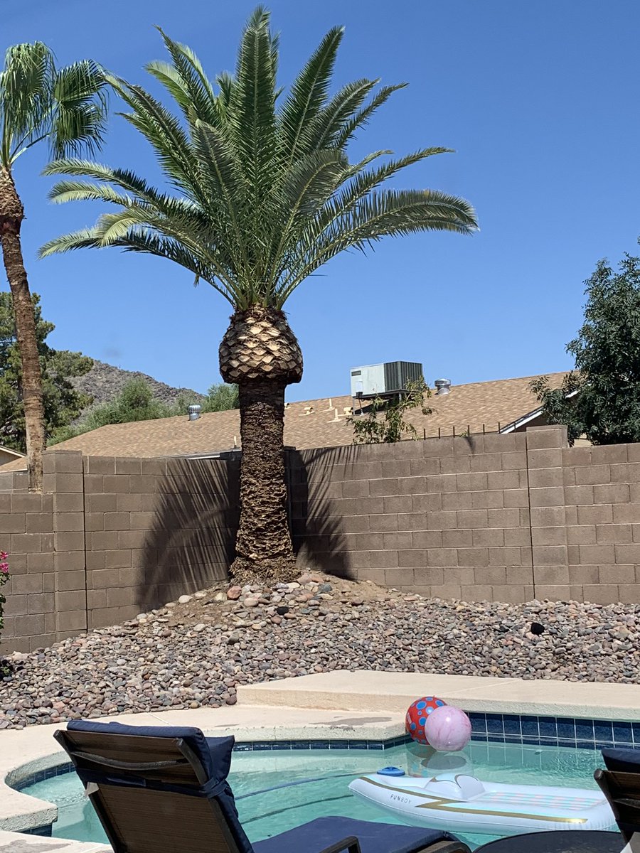 kandidragonjk's tweet photo. Had some gentlemen come over to clean up my palm tree since it was getting out of hand. They did a really nice job! But this was the finally result... #penistree https://t.co/JcjpTeOQdx