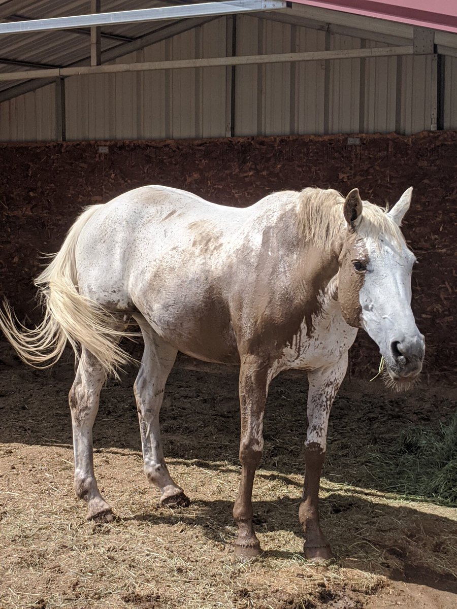 littleraven1's tweet photo. Awe look at the pretty pony 😆 @ https://t.co/2hyT6ubdL5