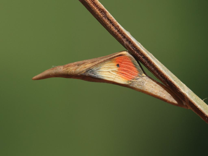 One last thing for: 1. 10 of the 28 that need grass as a caterpillar foodplant inc. the skippers 2. the 12 that overwinter as caterpillars on their foodplant 3. the Essex skipper who overwinters as an egg on a grass stem 4. the 8 that overwinter as pupae... LEAVE SOME UNMOWN!