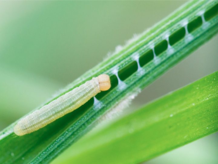 One last thing for: 1. 10 of the 28 that need grass as a caterpillar foodplant inc. the skippers 2. the 12 that overwinter as caterpillars on their foodplant 3. the Essex skipper who overwinters as an egg on a grass stem 4. the 8 that overwinter as pupae... LEAVE SOME UNMOWN!