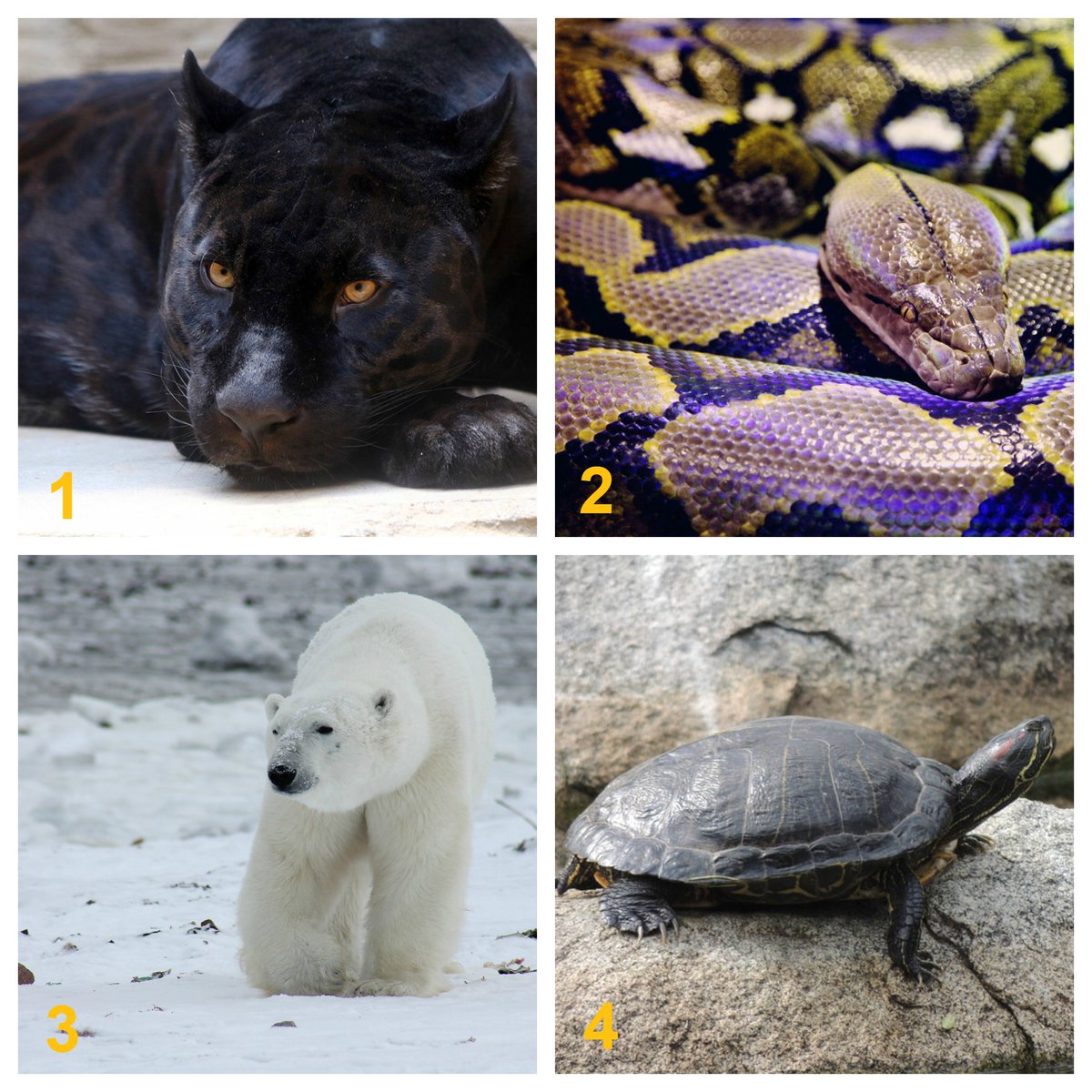 FlukePI's tweet image. Do you know which animal below CANNOT be seen by an infrared camera? Comment your answer!