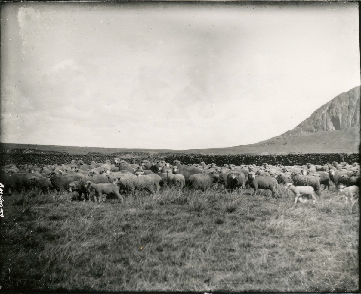 En 1914,  #RapaNui llevaba 25 años como colonia chilena. El resultado fue: El 80% de al isla arrendada a una empresa ovejera de capitales extranjeros, los isleños -desprovistos de ciudadanía- encerrados en unas mil hectáreas en Hanga Roa, un ghetto inhumano rodeado de un muro.