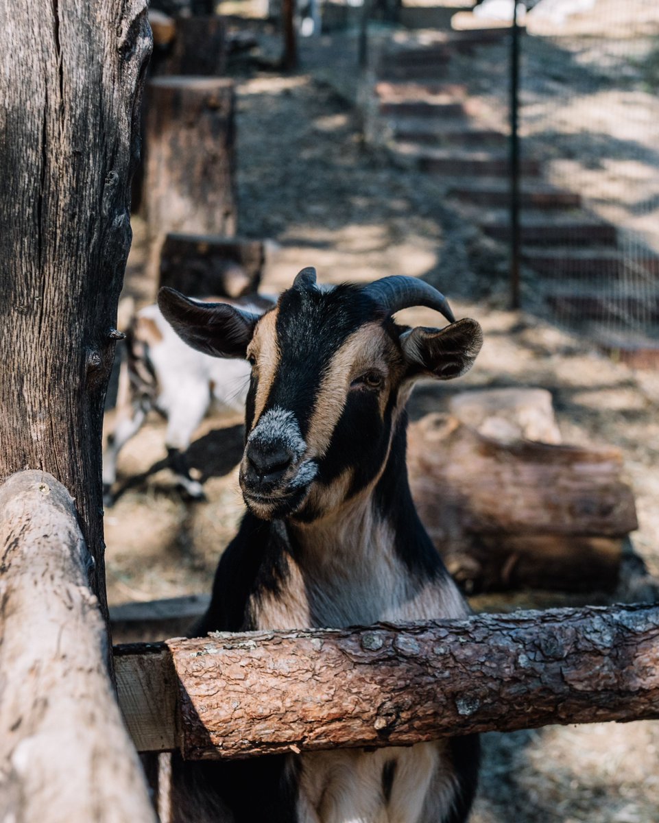 Calistoga Ranch tweet media