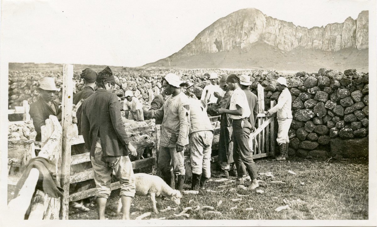 Los únicos rapanui que podían salir del ghetto era la docena o algo asi que aceptaron trabajar para la Compañía Explotadora de Isla de Pascua. Se les pagaba en vales o en ovejas, del poco sustento que podían llevar a sus familias dentro del muro.