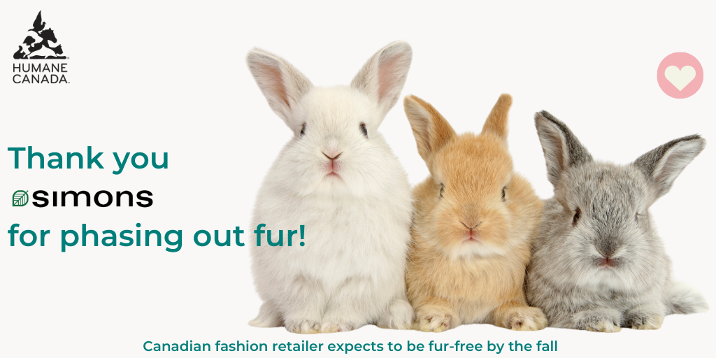 HumaneCanada's tweet photo. We'd like to congratulate Canadian fashion retailer @simons for their progressive decision to phase out fur from its inventory. Humane Canada™ supports this decision and encourages other retail giants to follow in Simons' footsteps #banfur #furfree #maisonsimons #furfreefashion https://t.co/Q9m0IG0zqF