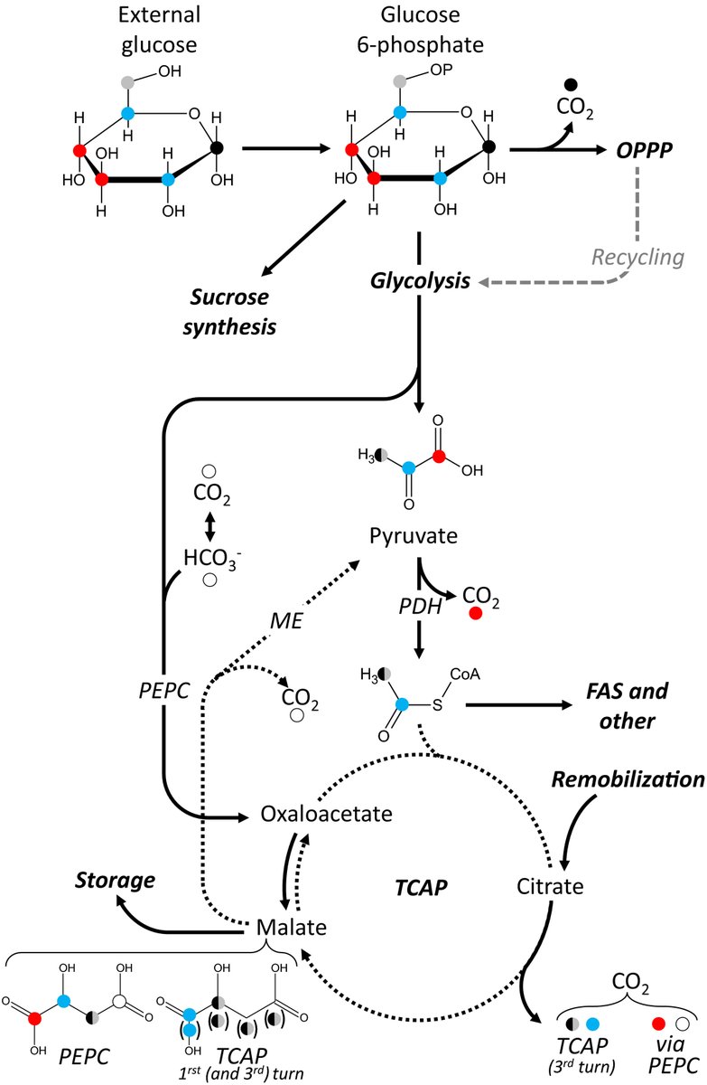 Is the #KokEffect a respiratory phenomenon? Metabolic insight using 13C labeling in Helianthus annuus leaves 🌻 <a href="/PaulPGGauthier/">Paul PG Gauthier</a> <a href="/IsoSeed/">AIO</a> ow.ly/bhla50ASqaq