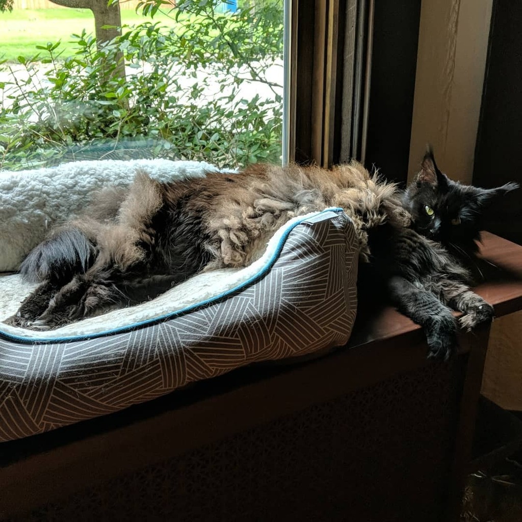 LadyLunaMoonCat's tweet photo. In and out. #indecisive #maincoonsofinstagram #blackcatsareawesome #meow #howisthiscomfortable #catsofinstagram #slinkycat #mainecooncats #kittygram #dailyfluff #thursdayvibes https://t.co/ZeeHefliHR https://t.co/Q5S3X3aN6r