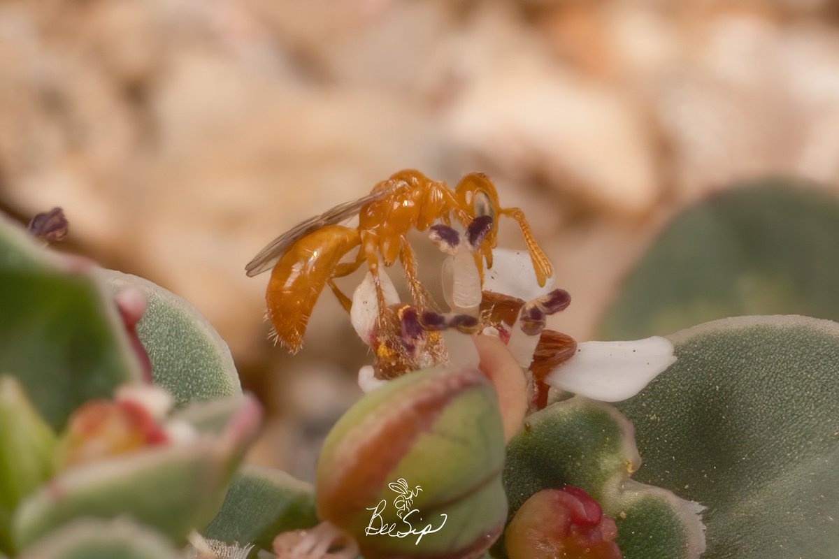 BeeSipOnline's tweet photo. Last Saturday I went back to photograph what is potentially the smallest bee—about 2 mm—in the world the Perdita minima on Euphorbia albomarginata
#beesip #perdita #nativebees #nikon #euphorbia #bees #nature #pollinators #sandmat #minima #perditaminima #SaveTheBees #biodiversity https://t.co/RXYzoXuGnk