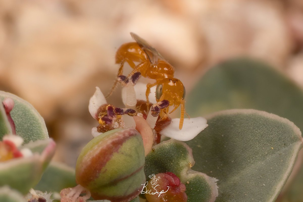 BeeSipOnline's tweet photo. Last Saturday I went back to photograph what is potentially the smallest bee—about 2 mm—in the world the Perdita minima on Euphorbia albomarginata
#beesip #perdita #nativebees #nikon #euphorbia #bees #nature #pollinators #sandmat #minima #perditaminima #SaveTheBees #biodiversity https://t.co/RXYzoXuGnk